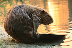 220px-beaver_yearling_grooming_alhambra_creek_2008.jpg